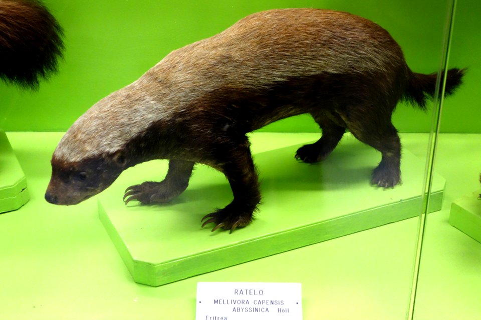 Mellivora capensis - Museo Civico di Storia Naturale Giacomo Doria - Genoa, Italy - DSC02643