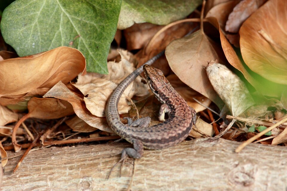 Nature reptile close up