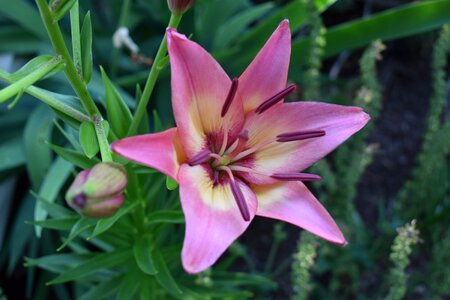 Lily flower pink