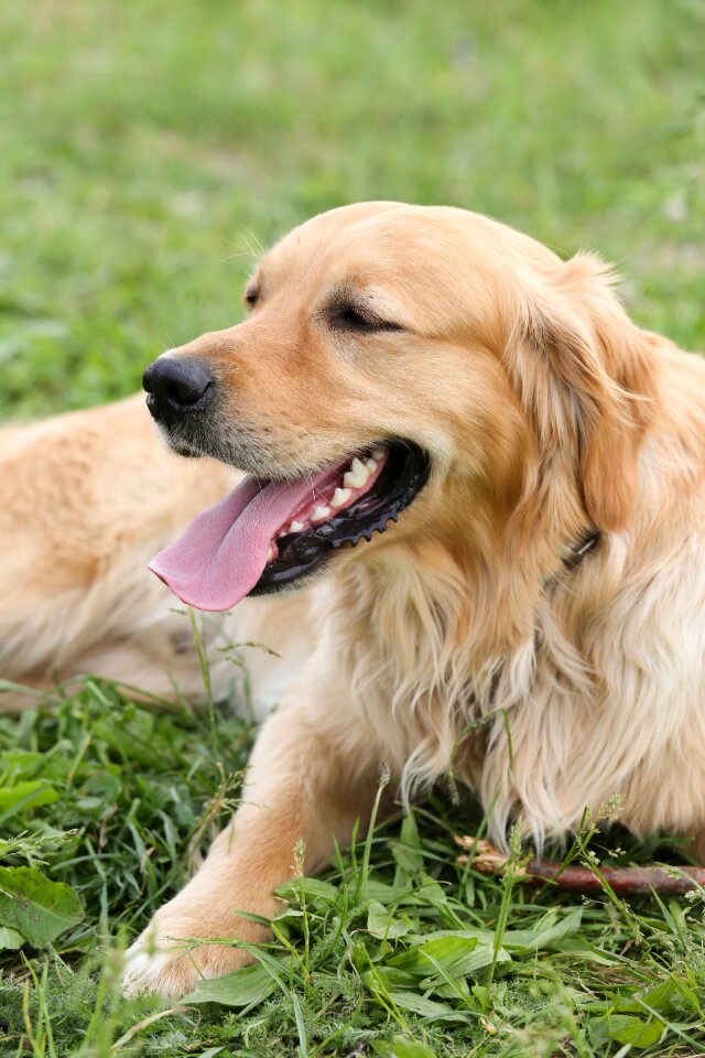 Pet concerns meadow