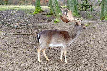 Forest wild elbaue