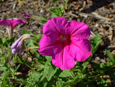 Bloom nature plant photo