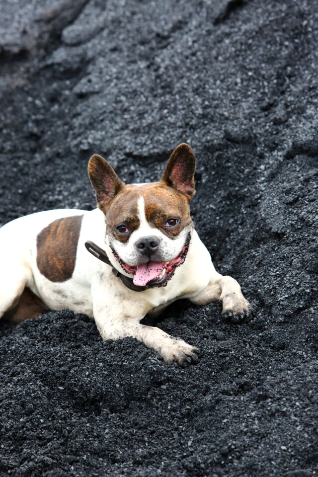 Animal small dog young dog