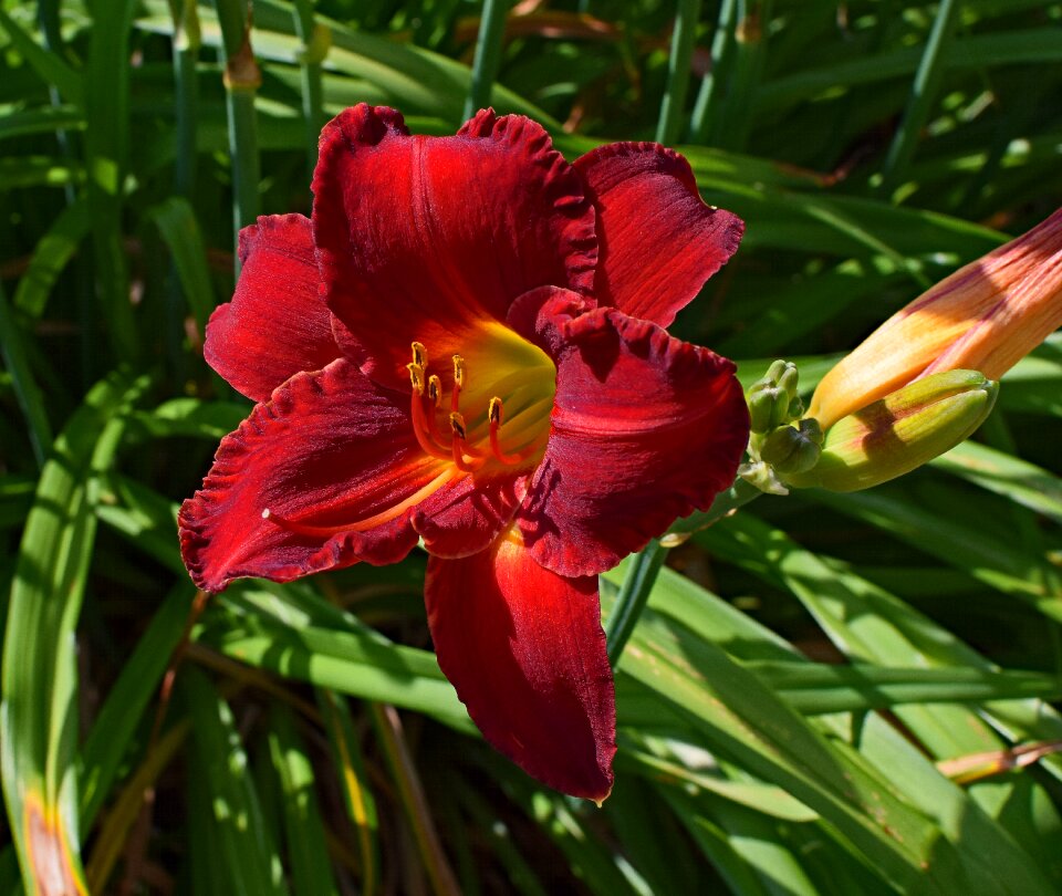 Bud flower blossom