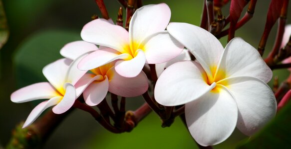 Exotic white nature photo