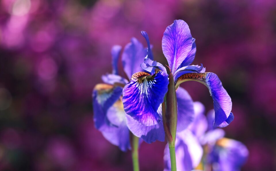 Blue flower nature