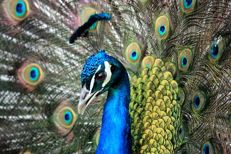 Peacock feathers head males