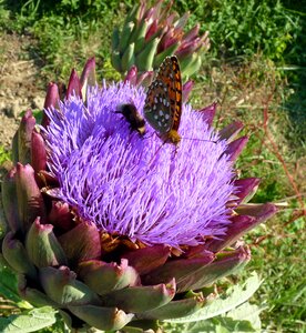 Forage nature wings
