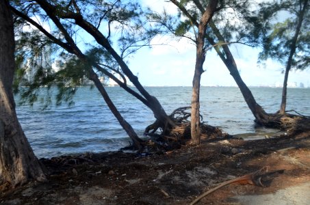 Miami tidal flooding Oct 14 2016 01 - tree erosion