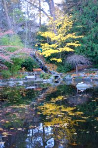 Meyer Memorial Lake - Lithia Park - Ashland, Oregon - DSC02671