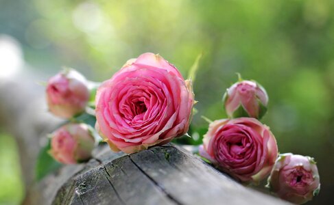 Bush florets pink flowers nature