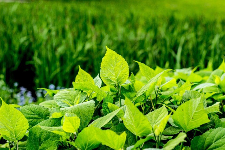 Flower plant natural