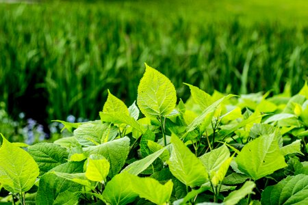 Flower plant natural