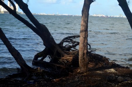 Miami tidal flooding Oct 14 2016 02 - tree erosion