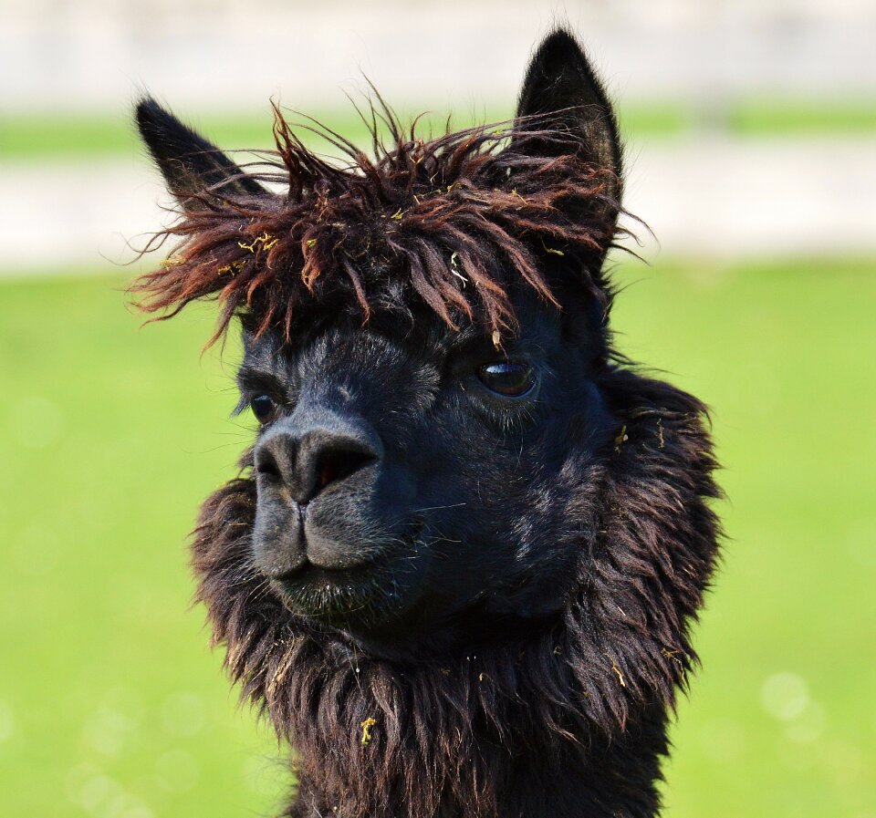 Animals cute good aiderbichl