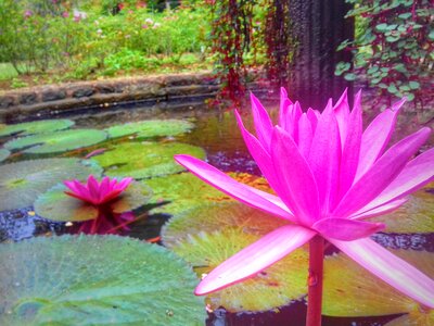 Lotus flower plant nature photo