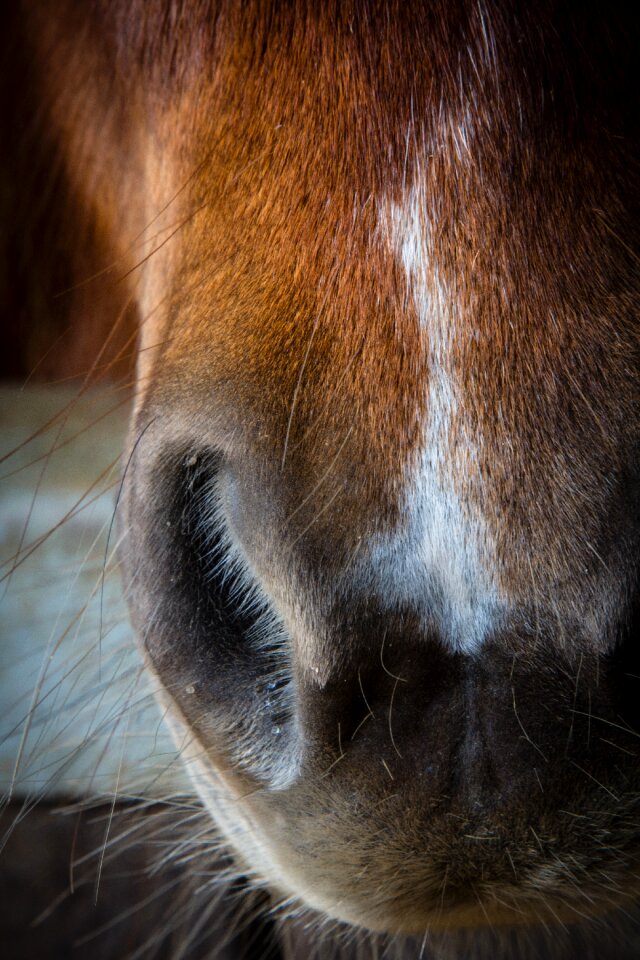 Nostril close-up face