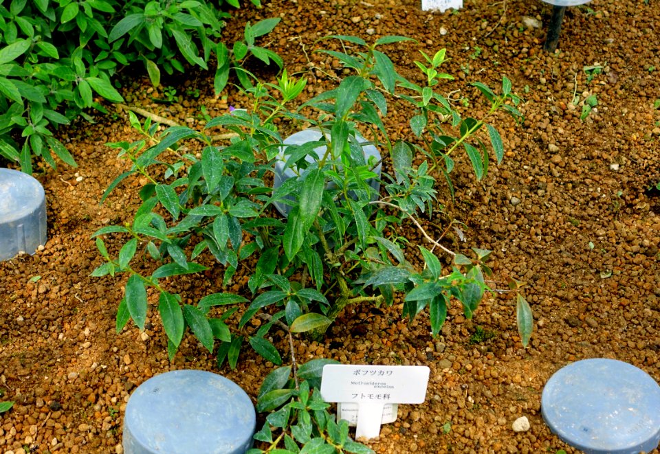 Metrosideros excelsa - Shinjuku Gyo-en Greenhouse - Tokyo, Japan - DSC05770