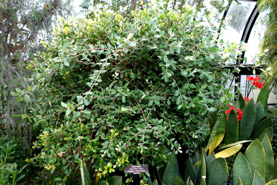 Metrosideros collina var. villosa (Metrosideros villosa) - Longwood Gardens - DSC01218