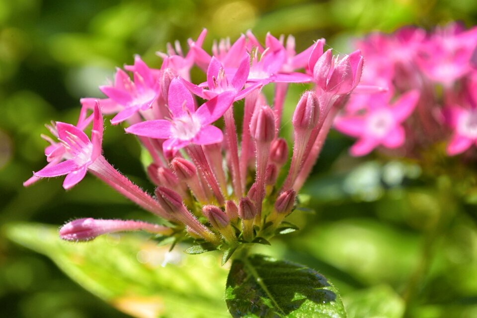 Nature floral plant