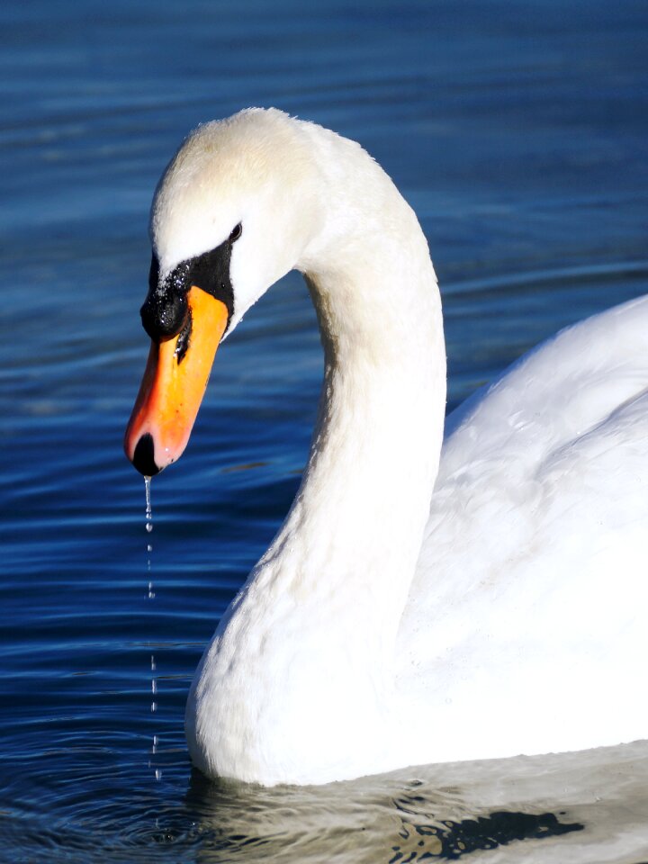 Bird white swan lake