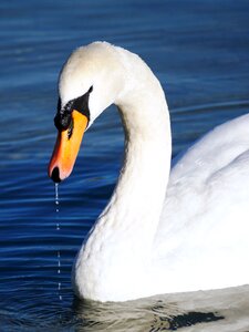 Bird white swan lake photo