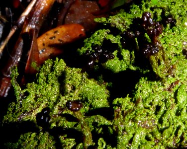 Metus conglomeratus2 by Peter de Lange