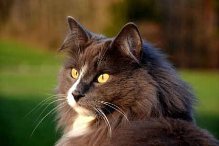 Pet curiosity outdoor