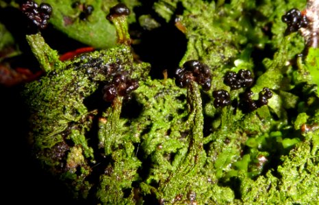 Metus conglomeratus by Peter de Lange