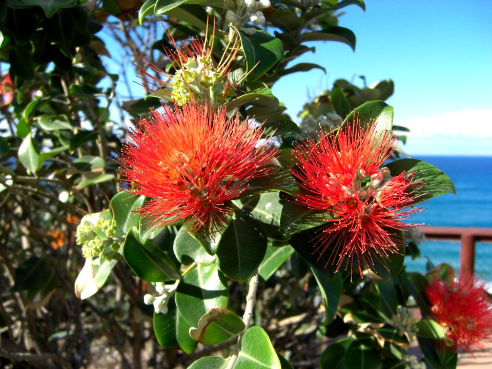 Metrosideros in Queensland