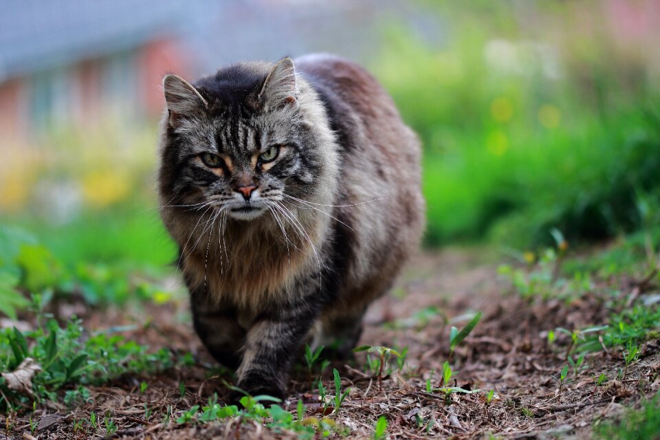 Domestic animal cat eyes tabby photo