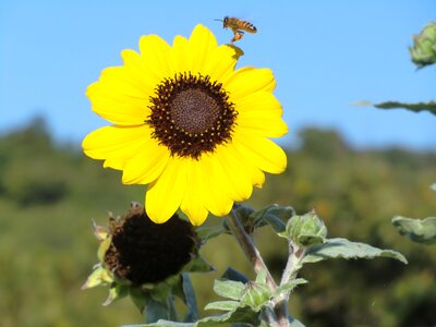 Yellow honeybee bee photo