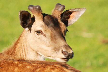 Daniel animal antlers