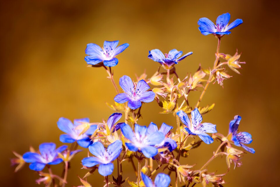 Flora wild flowers wild plant photo