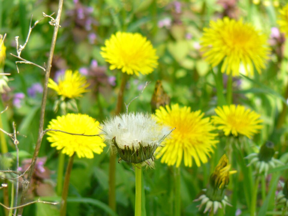 Fleurs des champs petals summer flowers