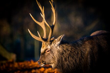 Forest wild nature photo