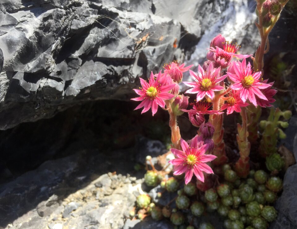 Wall flowers rock pink