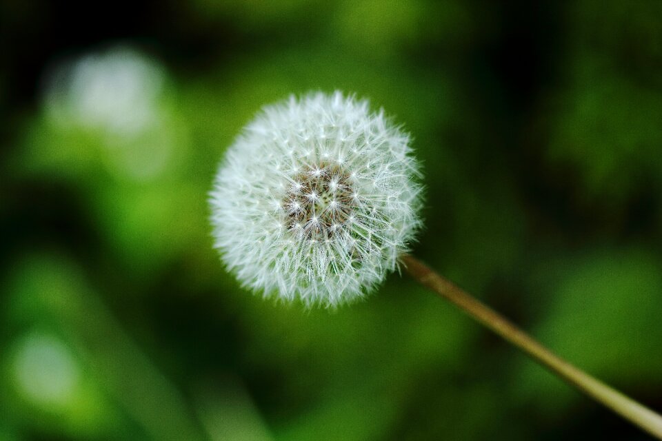 Macro summer flora