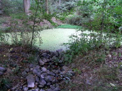 Michelbach 248482922 Abfluss und Teich im Wald R0019446