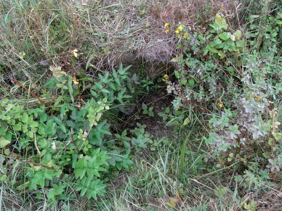 Michelbach 248482922 in Wiese ober Zufluss R0019480