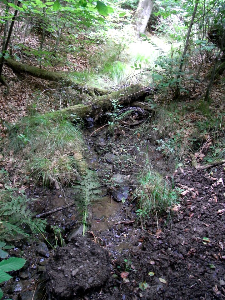 Michelbach Zufluss km 3,85 R0019187