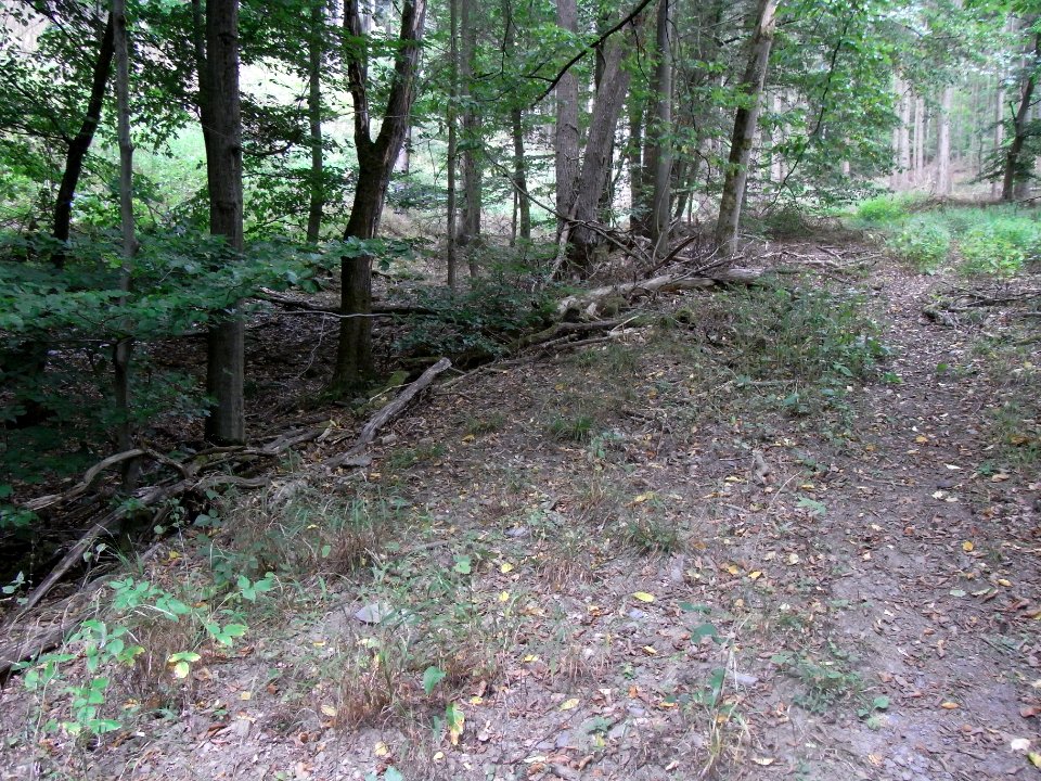 Michelbach Zufluss km 3,85 R0019195