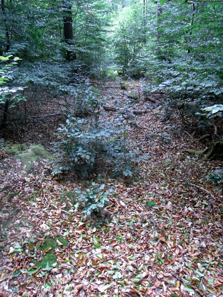 Michelbach Zufluss km 3,65 Blick hinab zum oberen Weg R0019077