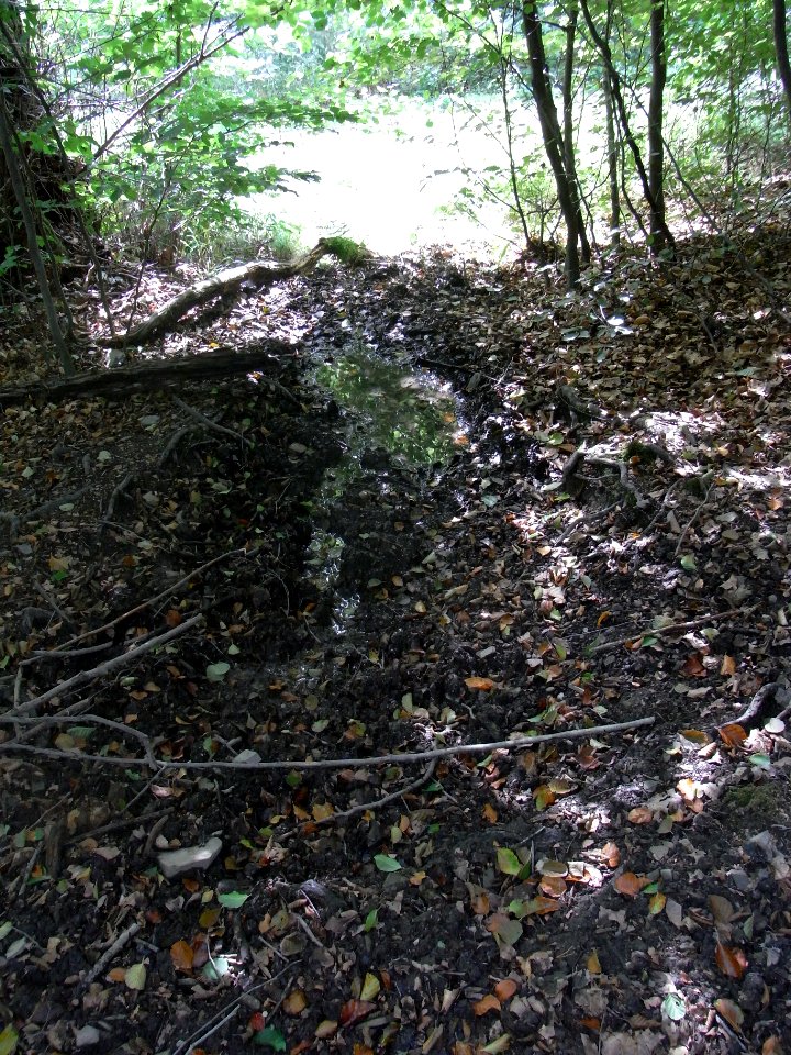 Michelbach Zufluss km 3,65 unter oberem Weg R0019071
