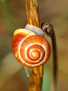 Animal mollusk garden bänderschnecke