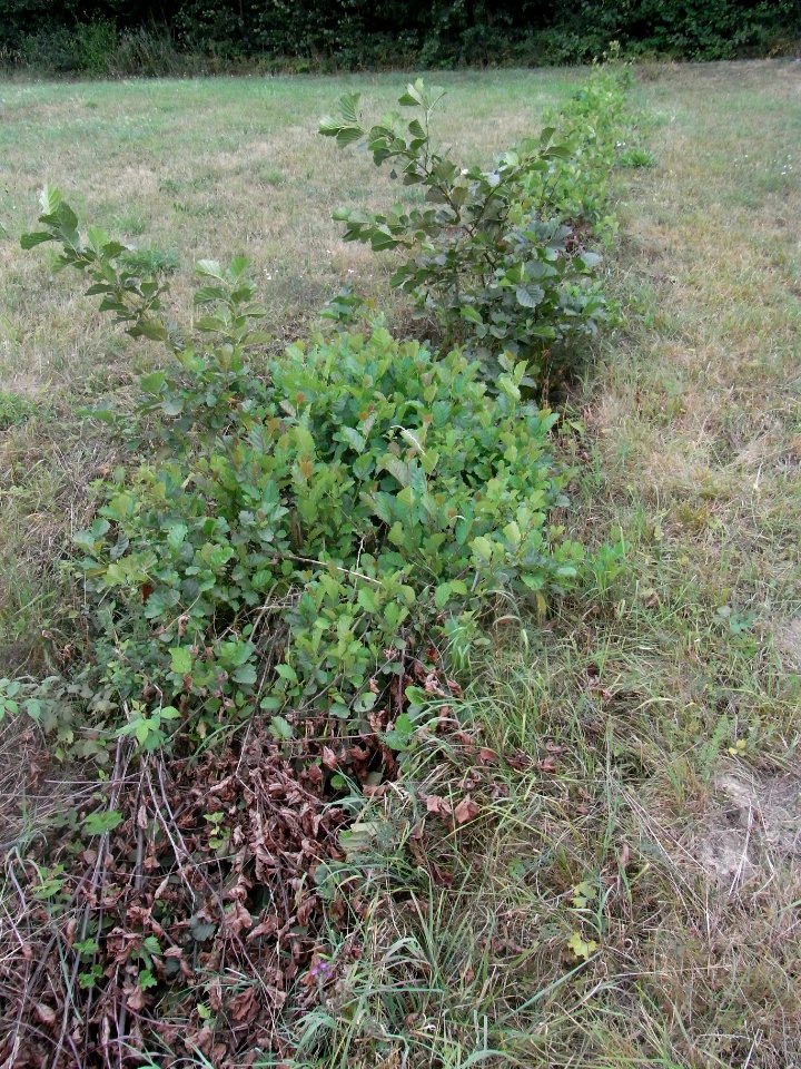 Michelbach 248482922 Zufluss R0019436