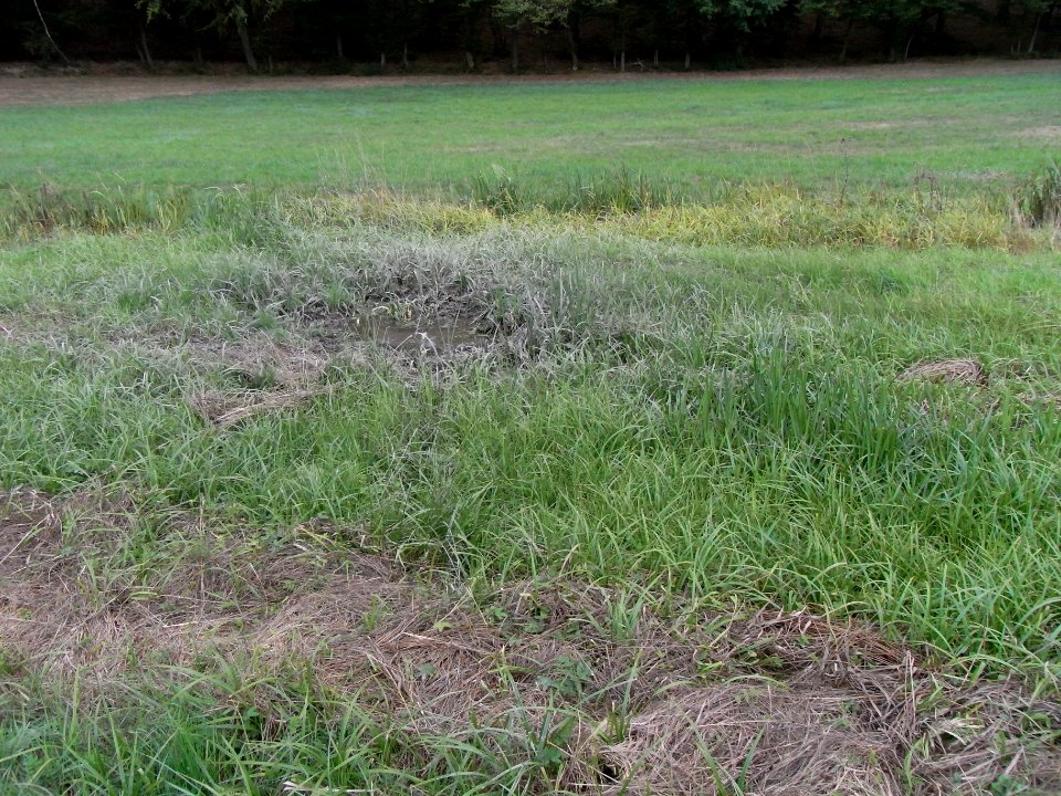 Michelbach Sickerquellen unter Hof Waldfrieden R0019954