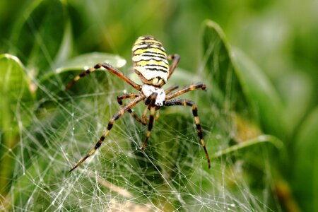 Nature macro arachnid