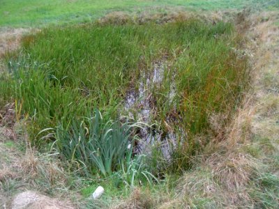 Michelbach Teich in Wiese R0019910