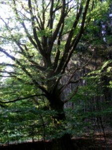 Michelbach Quellwiese alte Hainbuche R0020204